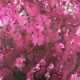 CS23   PAPERARTSY INFUSIONS MAGENTA 15ml