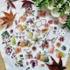 BOI124   CHOU & FLOWERS COLLECTION L'ORÉE DES BOIS DIE CUTS CUEILLETTE D'AUTOMNE